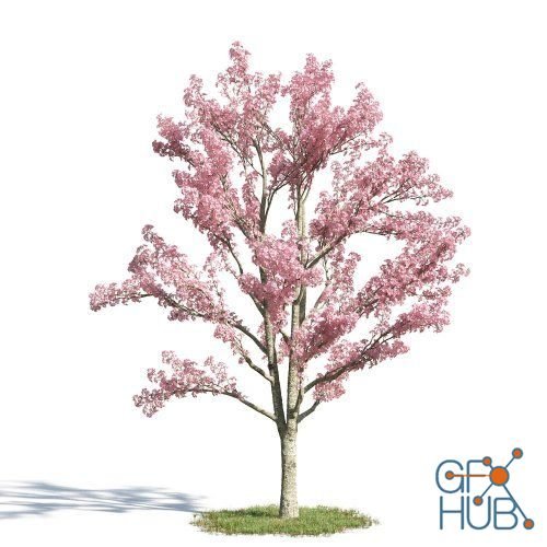 Cassia bakeriana Tree (max)