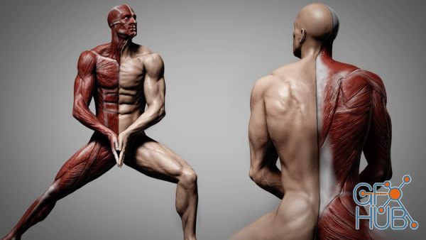 Udemy – Human Anatomy for Artists using Zbrush and Photoshop