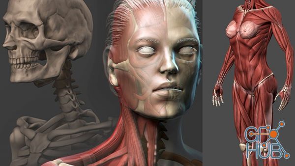 Udemy – Female Anatomy Sculpting in Zbrush