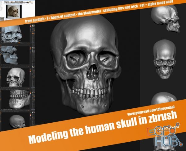 Gumroad – Modeling the human skull