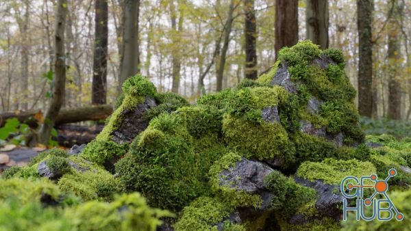 CGTrader – Moss 7 Species and Stones – PBR Asset Kit Low-poly 3D models