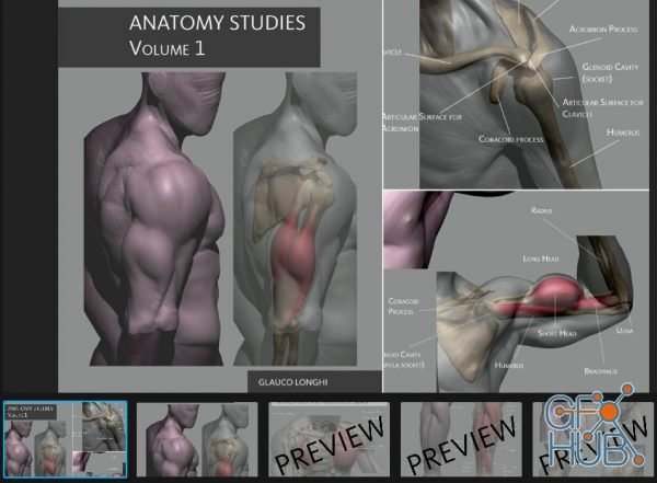 ArtStation Marketplace – Anatomy Studies Volume 1