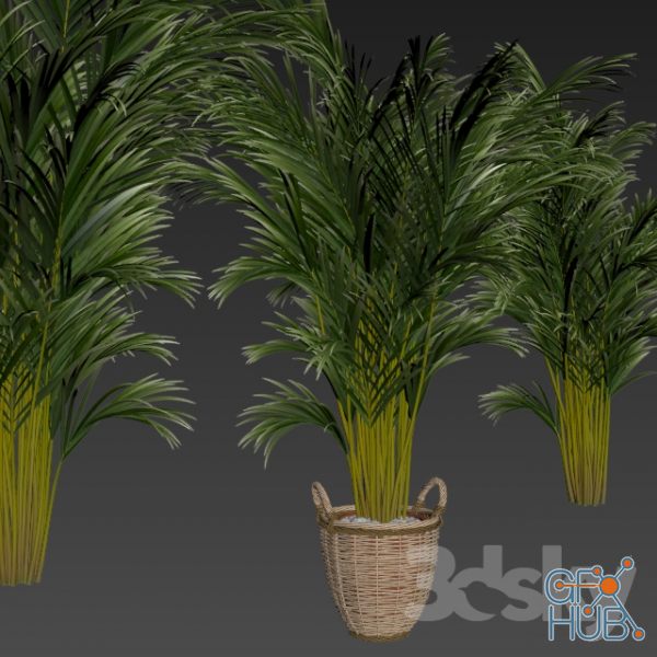 Office Chart Palm