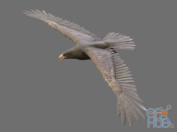 Flying eagle