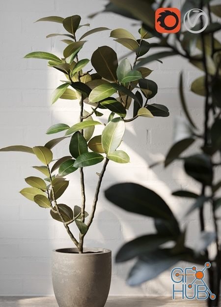 Plant potted (Ficus Elastica)