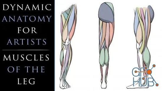 Skillshare – Dynamic Anatomy for Artists – Muscles of the Leg