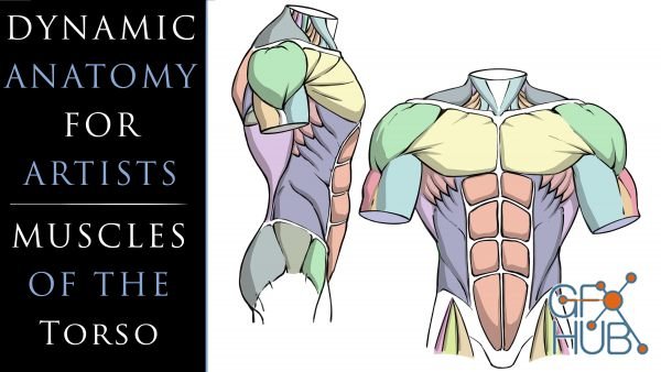 Skillshare – Dynamic Anatomy for Artists – Muscles of the Torso