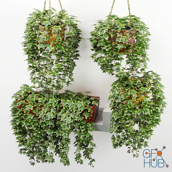 Ivy in a pot on the circuit and for the shelves