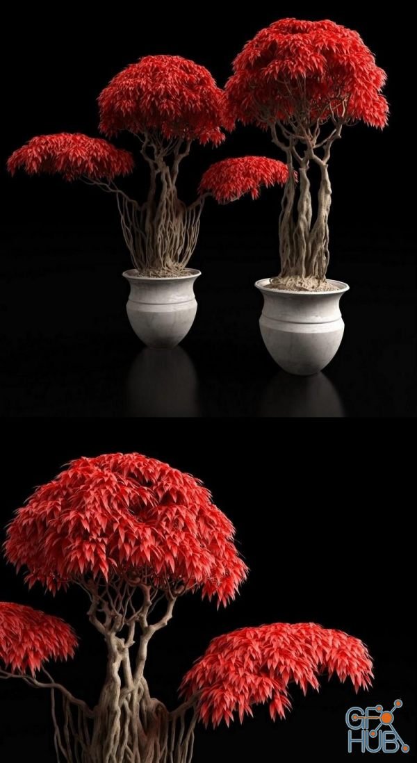 Red bonsai plants