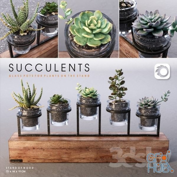 Succulents_set