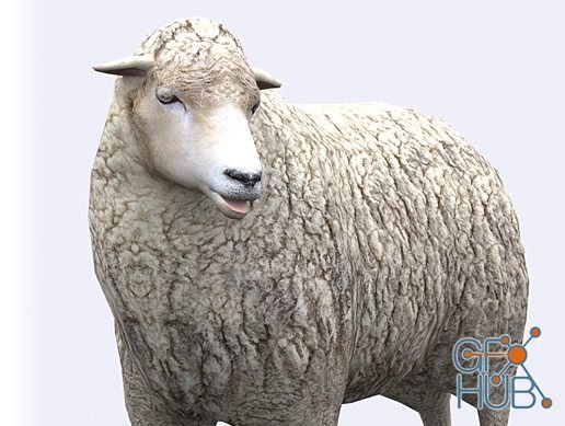 Unity Asset – Sheep v1.0