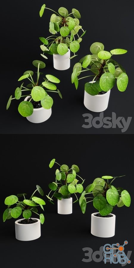 Pilea Peperomioides – Chinese money plant