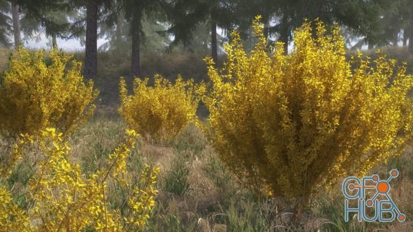 VIZPARK – Forsythia (10 shrub models for Spring and summer)