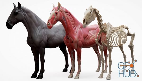 3D Scan Store – Horse Ecorche