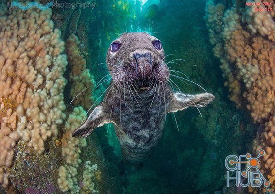 Underwater Photography – March-April 2021 (True PDF)