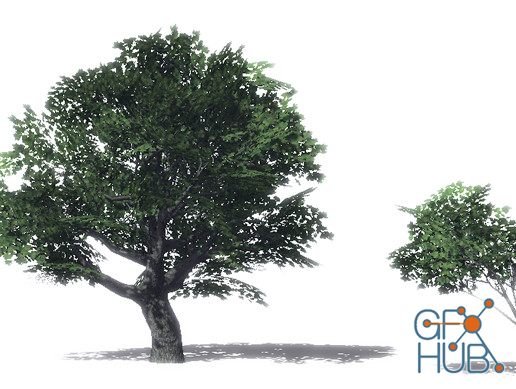 Unity Asset – Maple Trees Package