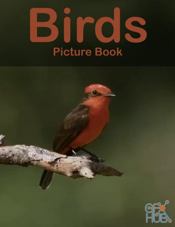 Birds Photography Photo Book V24 – A picture book Gift for Human