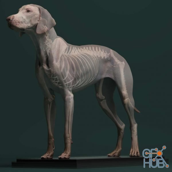 3d canine anatomy software 11 free download