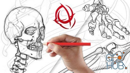 Anatomy Art School: Complete Skeleton Drawing Course