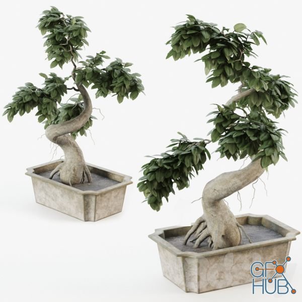 3D Model – Bonsai tree ficus | GFX-HUB