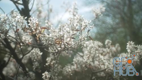 MotionArray – Blossom Tree 971917