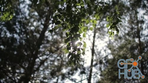 MotionArray – Sunlight Peeks Through Leaves 365074