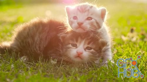 MotionArray – Kittens On Grass 211892