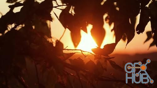 MotionArray – Sunset And Leaves 1022692