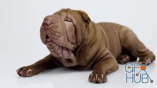 MotionArray – Shar Pei Dog On Floor 1022567