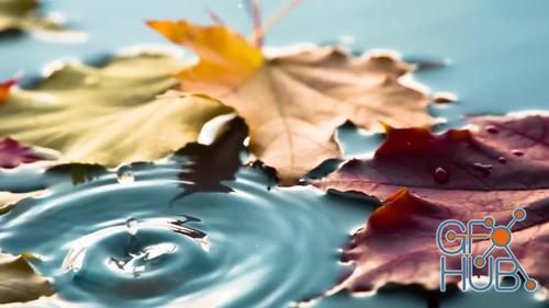 MotionArray – Autumn Puddle 248329