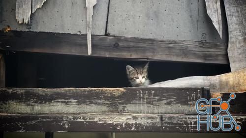 MotionArray – A Homeless Kitten Meows 852024