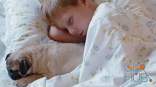 MotionArray – Boy Sleeping With A Puppy 1018047