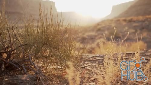 MotionArray – Desert Plants At Sunrise 910881