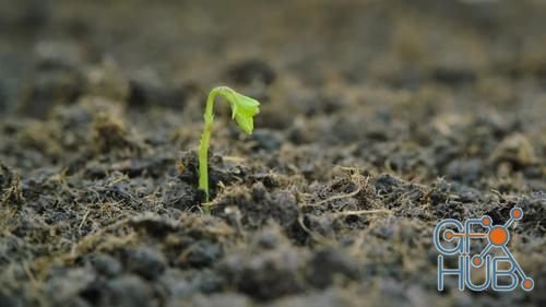 MotionArray – Growing Seedling Emerges 578608
