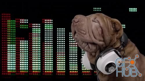 MotionArray – Shar Pei Dog With Headphones 1032580