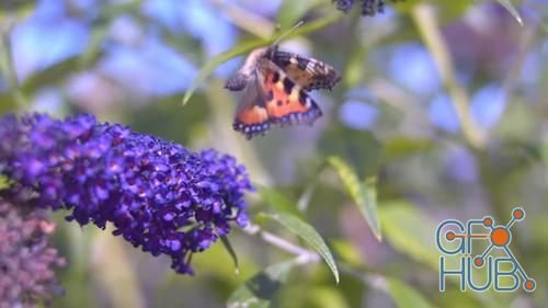 MotionArray – Painted Lady Butterfly Taking Off 1036183
