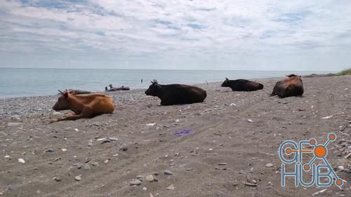 MotionArray – Cows Resting On A Beach 1026541