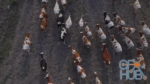 MotionArray – Aerial Of Cows 1035804