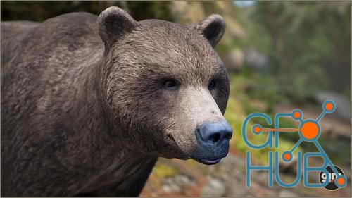 Unreal Engine – Animalia - Brown Bear (male)