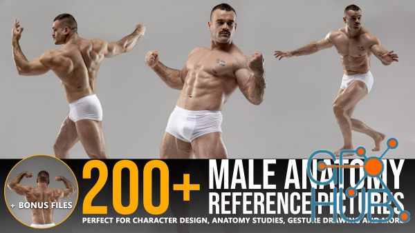 200+ Male Anatomy Reference Pictures