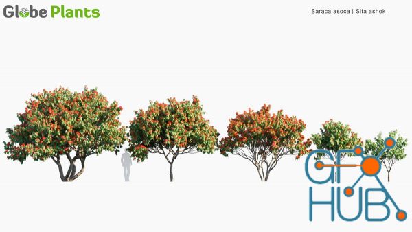 Globe Plants – Saraca Asoca (3D-Models)