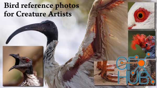 1000+ Bird photos for Creature Artists