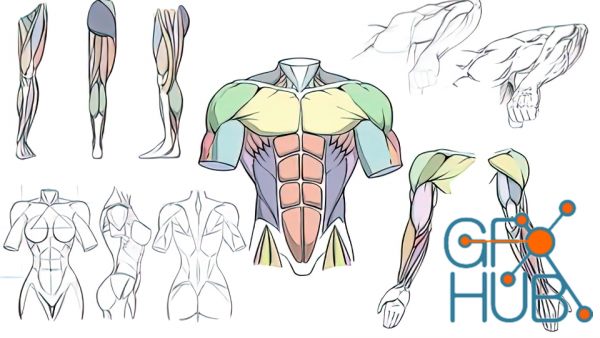 Udemy – How To Draw Dynamic Anatomy – Step By Step