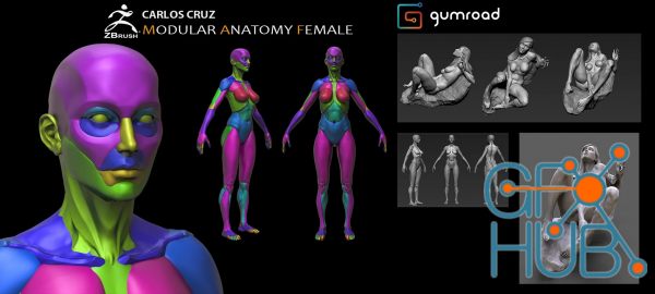 Gumroad – Female Modular Anatomy