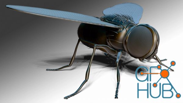 Udemy – ZBrush Online Course Sculpting and Modelling “The Fly”