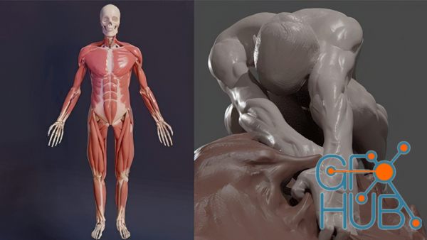 Udemy – 3D Anatomy: Sculpting In Blender: Master The Human Figure