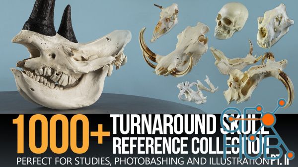ArtStation – 1000+ Skull Reference Collection (Pt. II)